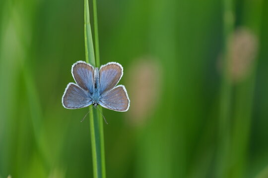 Silver studded blue butterfly on a blade of grass in nature