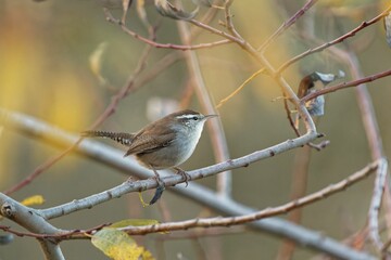 Brown wren perching on tree branch