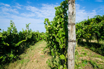Obraz premium Un filare di vite nella campagna dei colli euganei in Veneto in una giornata di sole primaverile 