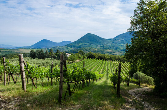 I filari di vite di un vigneto nella campagna dei colli euganei in Veneto in una giornata di sole primaverile 