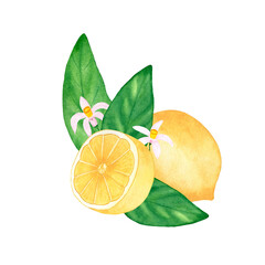 Watercolor composition with lemons and flowers. Botanical isolated illustration on white background.