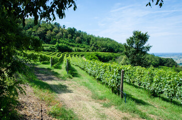 Fototapeta na wymiar Panorama dei filari dei vigneti dei colli euganei in Veneto in una giornata di sole primaverile 