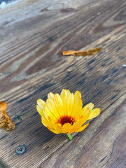 yellow flower on wooden background