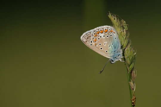 Common blue butterfly, tiny colorful butterfly on a plant