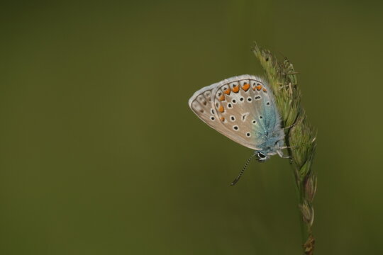 Common blue butterfly on a plant in nature