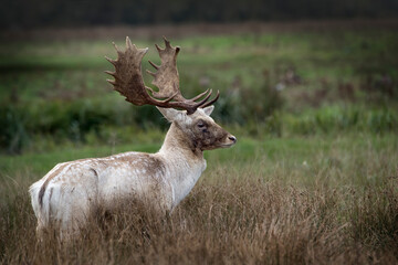 Fallow deer with dark face