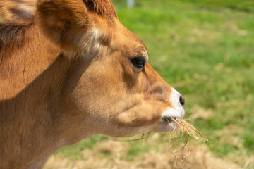 Obraz premium 藁を食べるジャージー牛