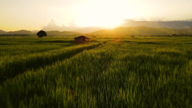 Drone flight shots Aerial view above rice field in the evening at countryside of Thailand