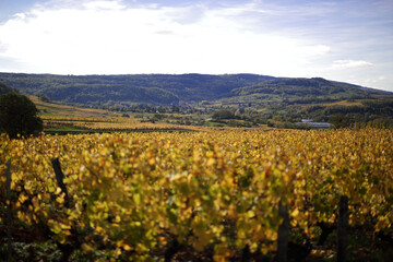 Vineyards where wine grapes are grown in France