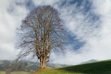 Autumm the bright colors in the forest