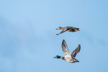 Anas platyrhynchos family in flight