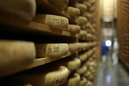 Comte cheese in maturing cellar