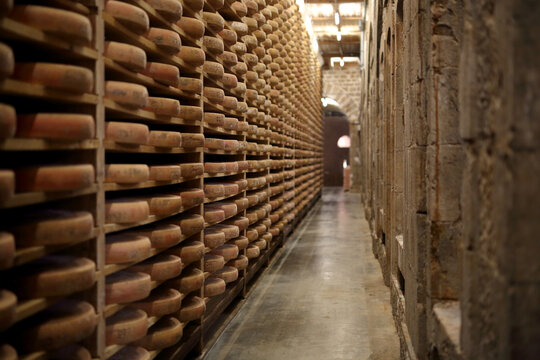 Comte cheese in maturing cellar