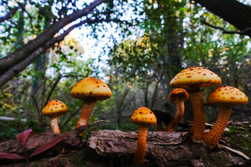 many yellow mushrooms on a old tree in autumn