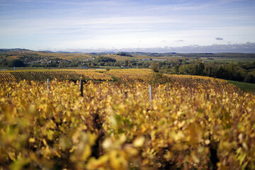 Yellowing vine leaves in autumn after the Comtes De grape harvest in France