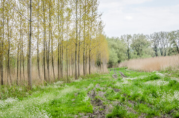 Young poplar trees in the spring period of the year. Young poplar trees in the spring period of the year, in the morning hours.