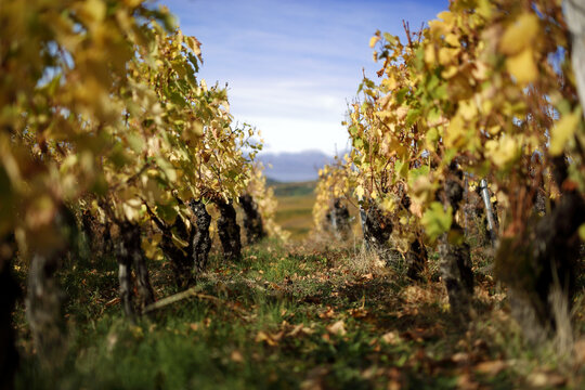 Yellowing vine leaves in autumn after the Comtes De grape harvest in France