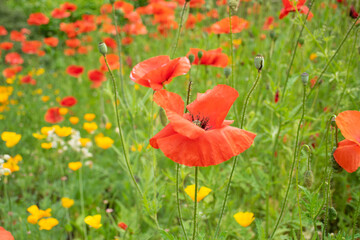 Poppies in a meadown full of color