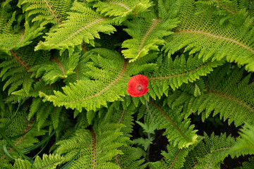 A red poppie in the middle of green ferns