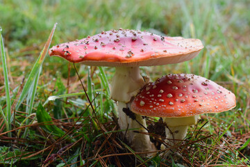 Two red amanitas in the forest