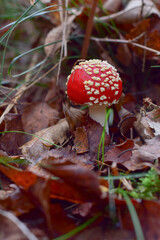 A fungi has been discovered in the middle of the foliage during a walk  in the forest