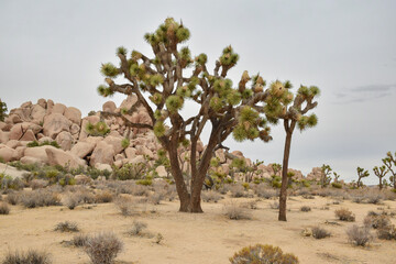 Landscape formed by  sand, rocks and trees in the Joshua Tree National Park 