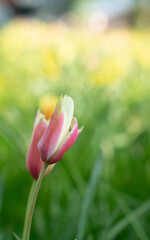 A pink color flower in a meadow with blur background