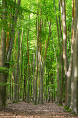 a forest full of beech trees in summer