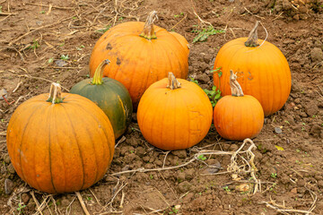 a group of pumpkin for halloween