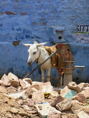 A white donkey in the blue city of  Jodhpur