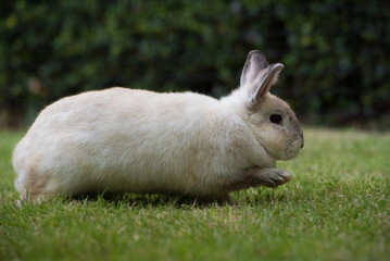 Rabbit jumping on green grass. Home decorative rabbit outdoors. Little bunny, Year of the Rabbit Zodiac, Easter bunny.