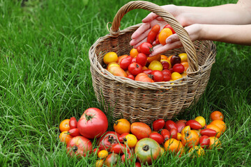 Harvest of ripe tomatoes in a basket, garden vegetables.