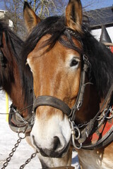 Kaltblueter-Pferde im Winter. Oberhof, Thueringen, Deutschland, Europa  -- Cold-blooded horses in winter. Oberhof, Thuringia, Germany, Europe 