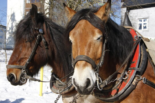 Kaltblueter-Pferde im Winter. Oberhof, Thueringen, Deutschland, Europa  -- Cold-blooded horses in winter. Oberhof, Thuringia, Germany, Europe 