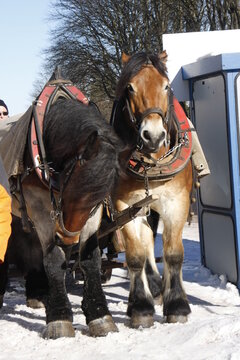Kaltblueter-Pferde im Winter. Oberhof, Thueringen, Deutschland, Europa  -- Cold-blooded horses in winter. Oberhof, Thuringia, Germany, Europe 