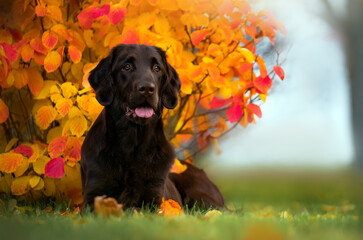 Chocolate Flat coated retriever lying on the grass  next to colourful fall bush