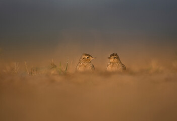 Oriental skylark in fields 