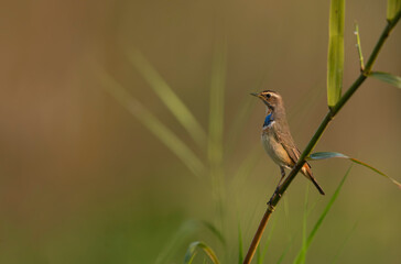 Bluethroat  on perch n morning