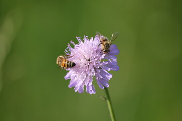 Close up of two bees on a field scabious flower, a pair of working bees