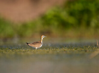 Pheasant tailed Jacana in wetland 