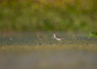 Wood Sandpiper in Wetland in Morning
