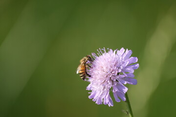 Bee on a field scabious flower, working bee on a wild flower