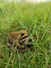 Mating toads in spring, a pair of male and female toads on the grass