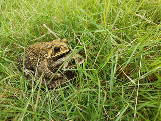 Mating toads in spring, a pair of male and female toads on the grass