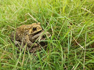 Mating toads in spring, a pair of male and female toads on the grass