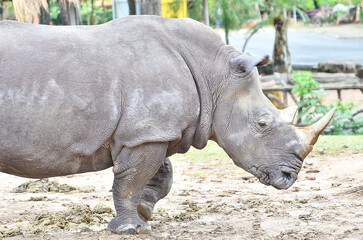 Naklejka premium rhinoceros