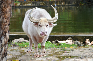 albino buffalo 