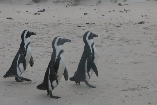 Pingouins, Afrique du Sud, Cap Bonne Esp&eacute;rance