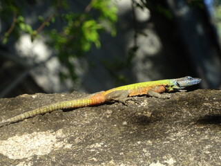 Lézard Afrique du Sud