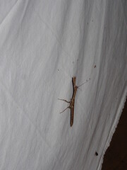 Insectes Afrique du Sud